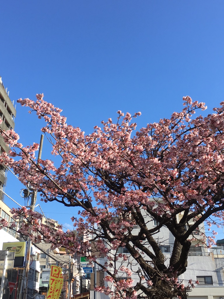 2018年2月4日　熱海・糸川の桜